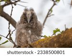 Bird chick long-eared owl. Asio otus in the wild. A young chick looks into the camera.