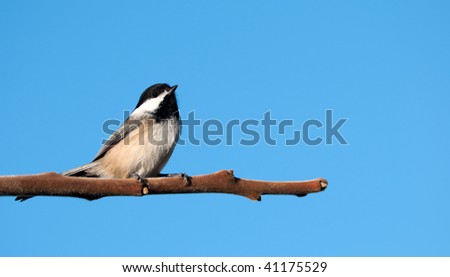 Similar – European Pied Flycatcher