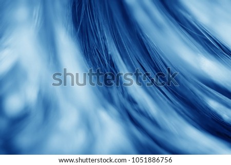 Bird and chickens feather texture for background Abstract,blur style and soft color of art design.