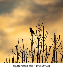 Bird Chirping Singing During Sunset On A Tree Branch - Powered by Shutterstock