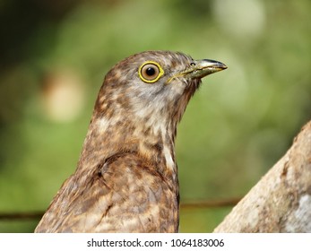 Bird in close up