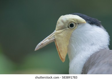 bird closeup
