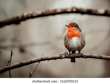 Bird Colibri In Alert Tree