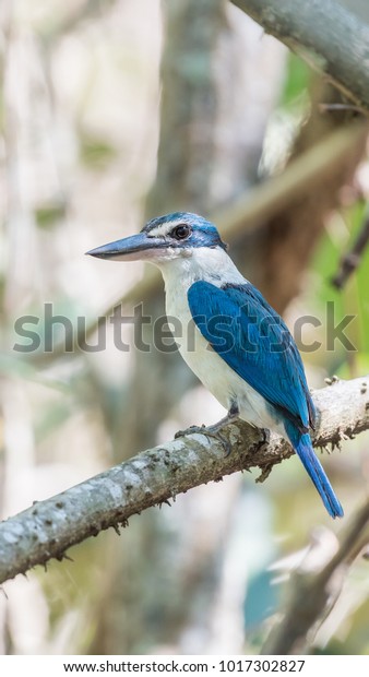 Bird (Collared kingfisher, White-collared\
kingfisher) blue color and white collar around the neck perched on\
a tree in a nature mangrove\
wild