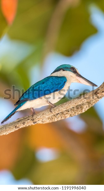 Bird (Collared kingfisher, White-collared\
kingfisher) blue color and white collar around the neck perched on\
a tree in a nature mangrove\
wild
