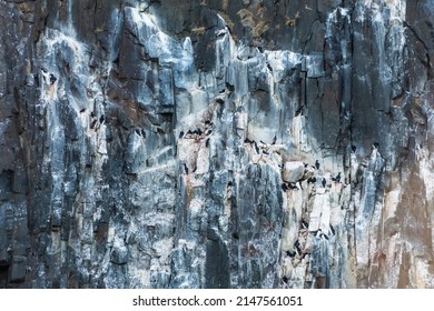 Bird Colony In Svalbard, Norway.