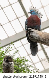 Bird At Columbus Zoo  Aquarium.