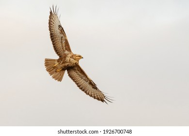 Bird Common buzzard with open wings in flight. Buteo buteo.