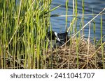 Bird Common coot (Fulica Atra) in a nest of branches on the water, selective focus. Spring wildlife in Almere, The Netherlands.	