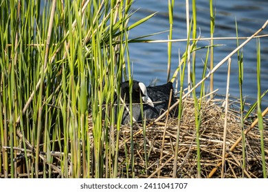 Bird Common coot (Fulica Atra) in a nest of branches on the water, selective focus. Spring wildlife in Almere, The Netherlands.	 - Powered by Shutterstock