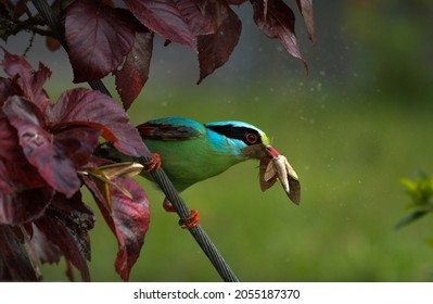 Bird, Common Green Magpie Is Eating Moth, Hunting Most At National Park At Thailand.