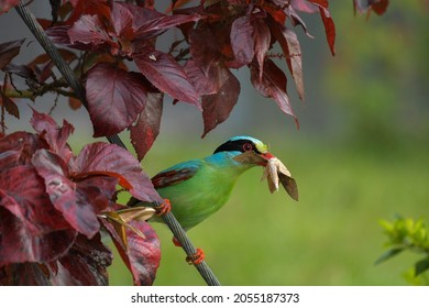 Bird, Common Green Magpie Is Eating Moth, Hunting Most At National Park At Thailand.