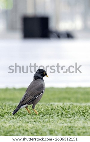 bird common myna stands on a green lawn, Indian myna, Acridotheres tristis.