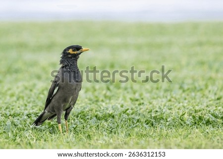 bird common myna stands on a green lawn, Indian myna, Acridotheres tristis.