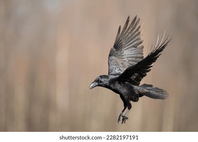 Bird Common Raven Corvus corax, dark style big black scary bird flying, Halloween