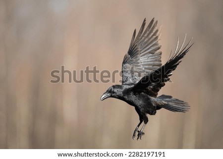 Bird Common Raven Corvus corax, dark style big black scary bird flying, Halloween