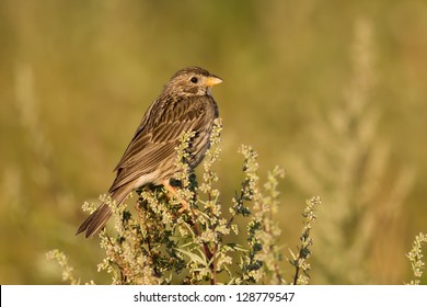 Bird - Corn Bunting