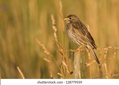 Bird - Corn Bunting