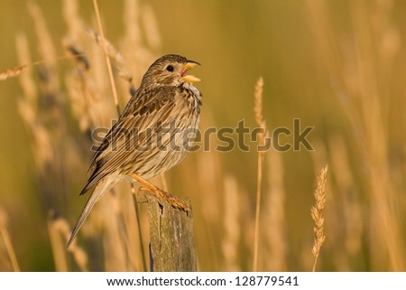 Similar – Image, Stock Photo A corn bunting bird sitting amidst bright yellow oilseed rape flowers