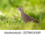 Bird Corncrake Crex crex, bird in natural habitat, a bird sings in a meadow among the tall grass, spring morning, Poland Europe