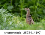 Bird Corncrake Crex crex, bird in natural habitat, a bird sings in a meadow among the tall grass, spring morning, Poland Europe