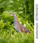 Bird Corncrake Crex crex, bird in natural habitat, a bird sings in a meadow among the tall grass, spring morning, Poland Europe