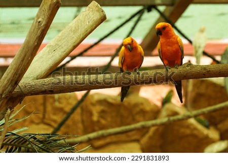 Bird couple, beautiful parrot looking at the camera