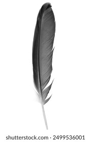 Pluma negra del cisne