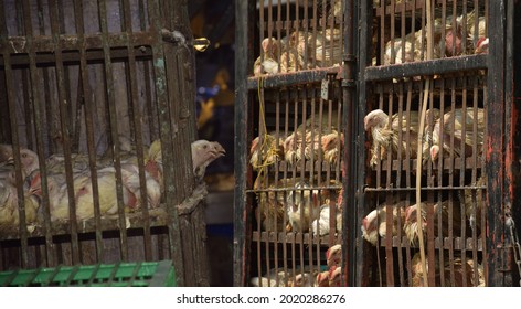 animal abuse chickens