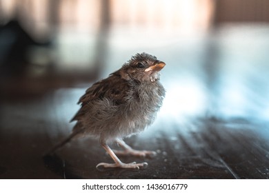 Bird Cub Exploring An Unknown Territory