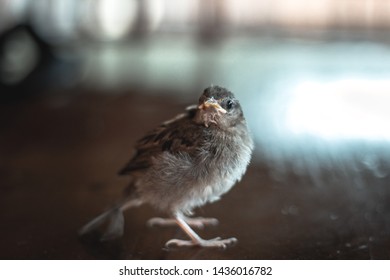 Bird Cub Exploring An Unknown Territory