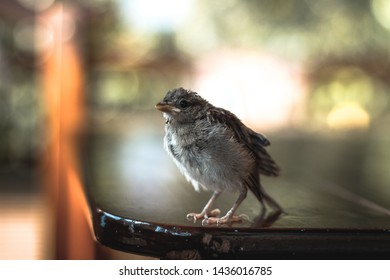 Bird Cub Exploring An Unknown Territory