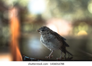 Bird Cub Exploring An Unknown Territory