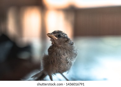 Bird Cub Exploring An Unknown Territory