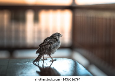 Bird Cub Exploring An Unknown Territory