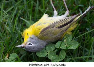 A Bird Dead From Flying Into The Glass Window, Laid On The Grass