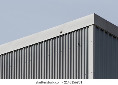 Bird diving off a grey corrugated tin roof and facade building in close-up detail