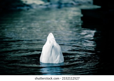 A Bird Diving In The Water