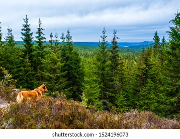 Bird Dog Hunting With A Finnish Spitz