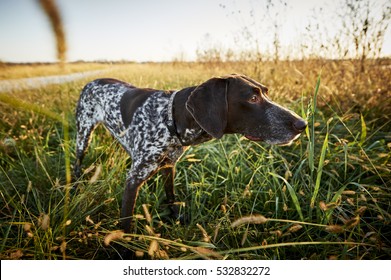 A Bird Dog Hunting And Pointing In A Field