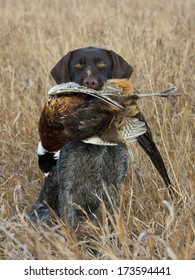 Bird Dog With A Pheasant