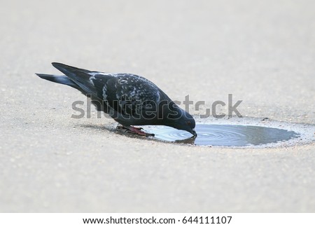 bird dove funny stands and drinks water from a small puddle