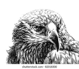 Bird drawing    Raster version
