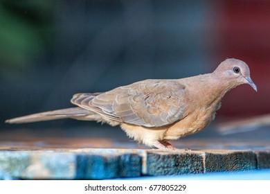 Bird drinking water
