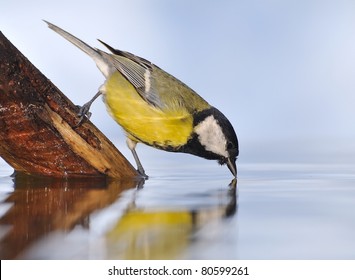 drinking water bird birds river royalty tit shutterstock vectors these