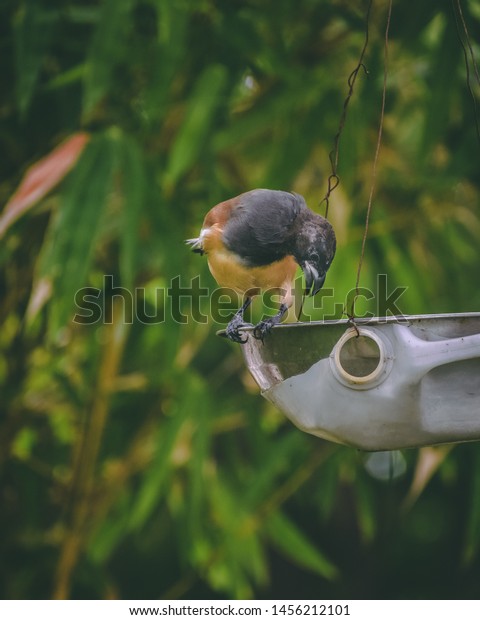 Bird Drinking Water Bird Water Feeder Stock Photo Edit Now