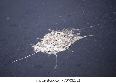 Bird Dropping Splatter
