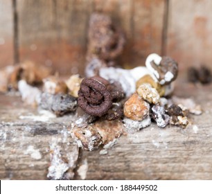 bird droppings. Macro