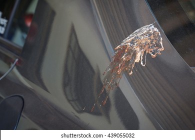 Bird droppings on car,Bird droppings destruction of color coating cars.