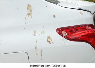 Bird droppings on white car surface